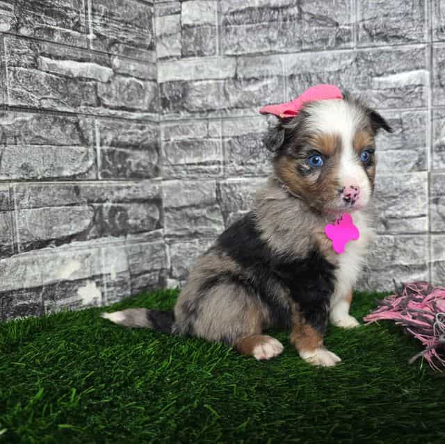 Chole - Australian Shepherd Female
