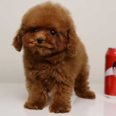 Te-amo Tea cup  - Toy Poodle Male