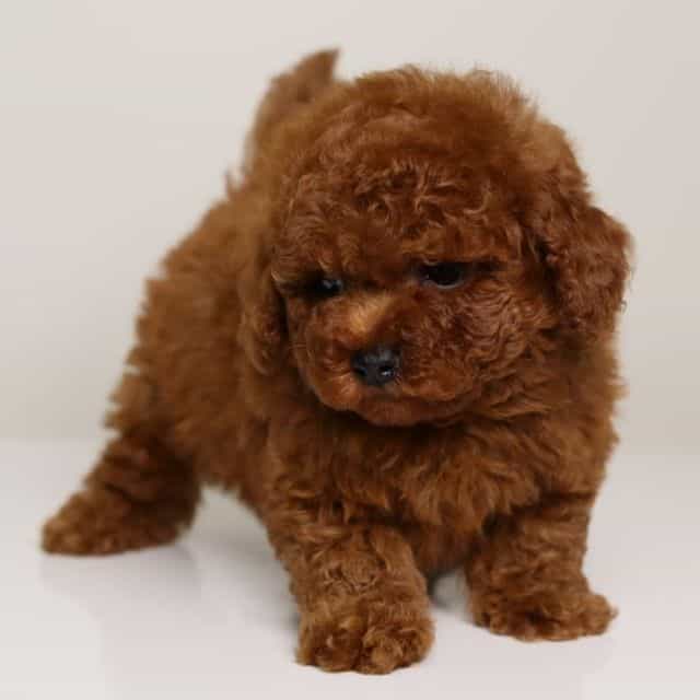 Christian Dior - Toy Poodle Male