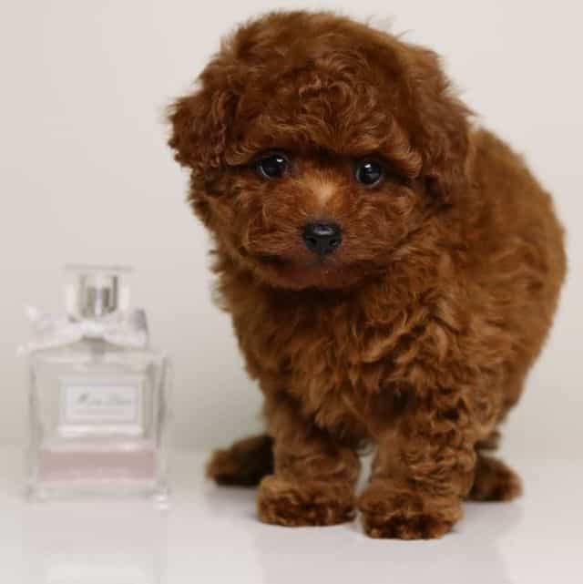 Miss Dior - Toy Poodle Female