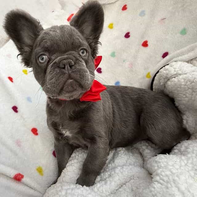 Floyd Fluffiwea - French Bulldog Male