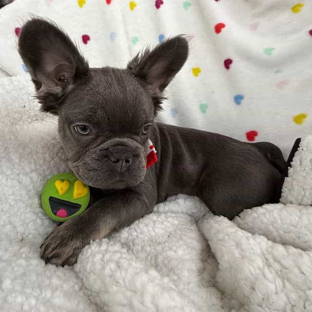 Fluffy Fifi - French Bulldog Female