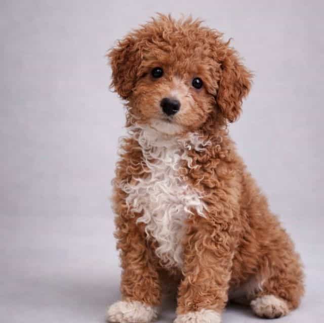 Gunner - Aussiedoodle Male