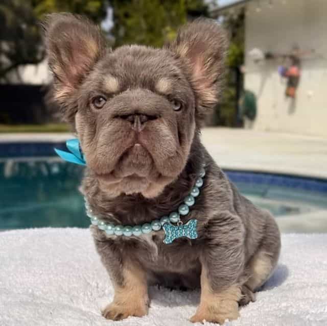 Candy Fluffy Bi - French Bulldog Female