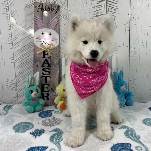 Gloria - Samoyed Female