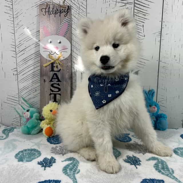 Oso - Samoyed Male