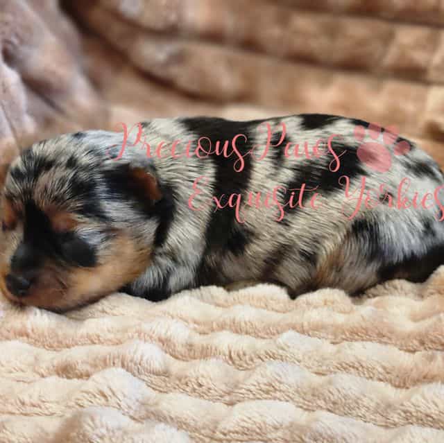 Jewel - Yorkshire Terrier Female