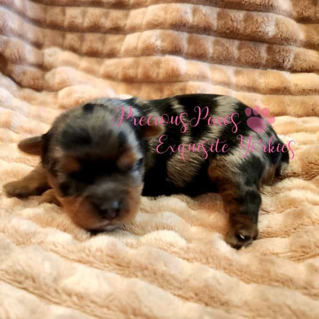 Jolie - Yorkshire Terrier Female