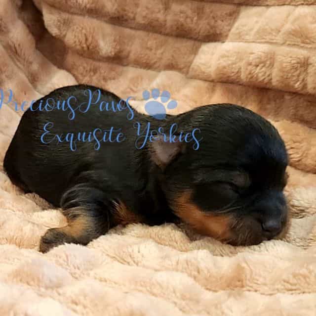 Jasper - Yorkshire Terrier Male