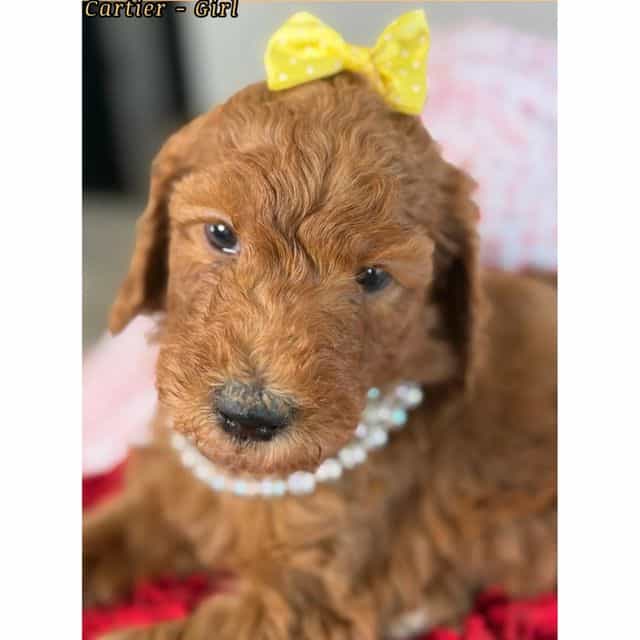 Cartier - Standard Poodle Female
