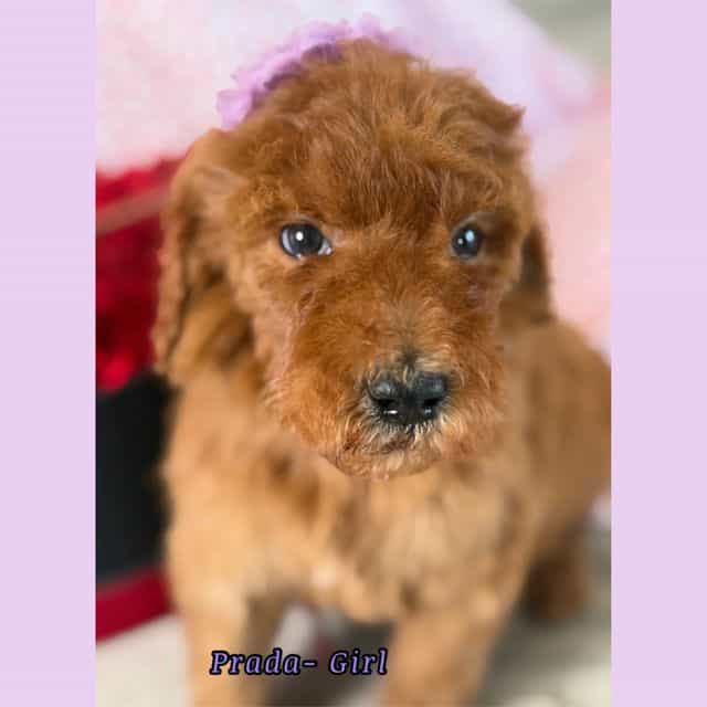 Prada - Standard Poodle Female