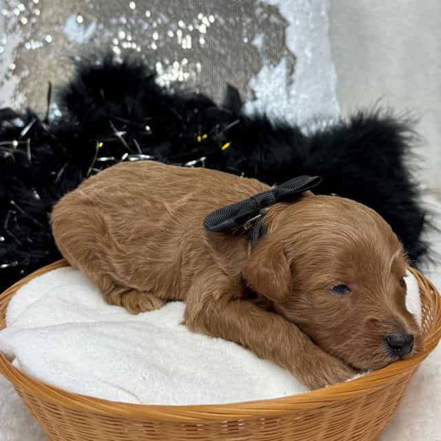 Brinley Black B - Goldendoodle Male