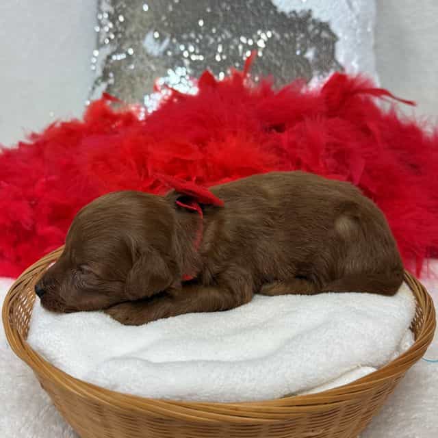 Brinley Red Boy - Goldendoodle Male