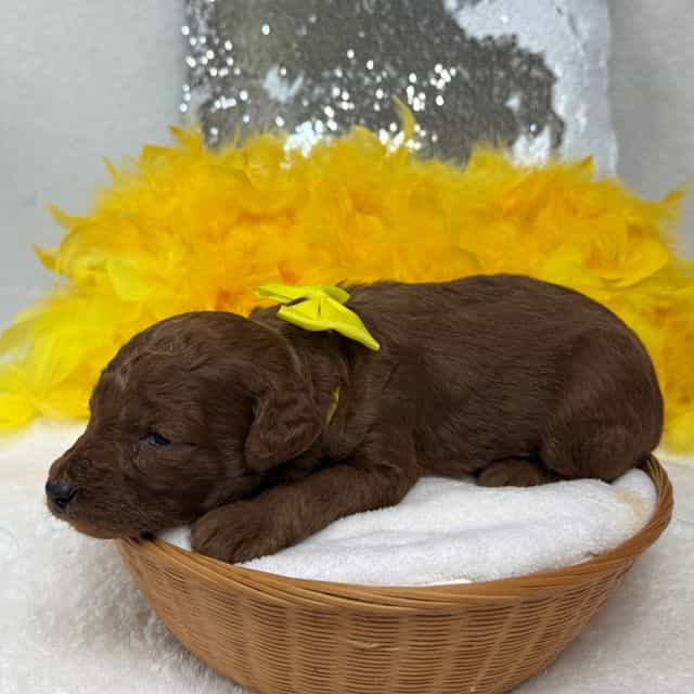 Brinley Yellow  - Goldendoodle Male