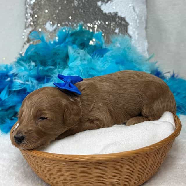 Brinley Blue Bo - Goldendoodle Male