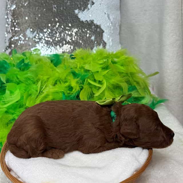 Brinley Green B - Goldendoodle Male