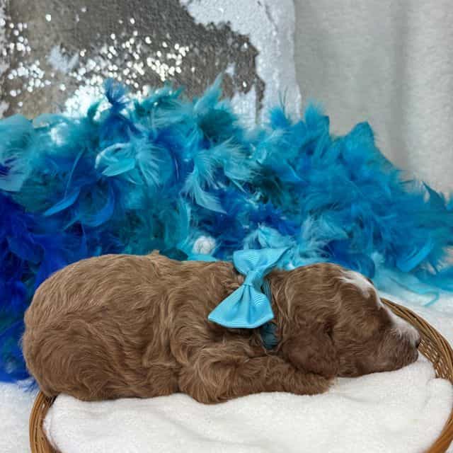 Tilly Turquoise - Toy Poodle Female