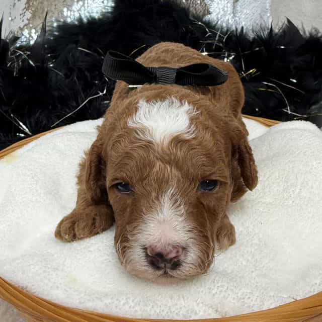 Tilly Black Boy - Toy Poodle Male