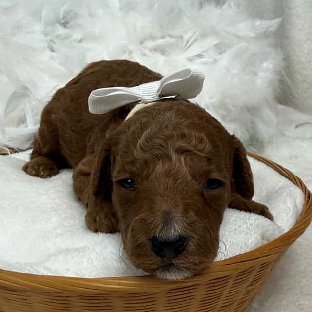 Tilly White Boy - Toy Poodle Male