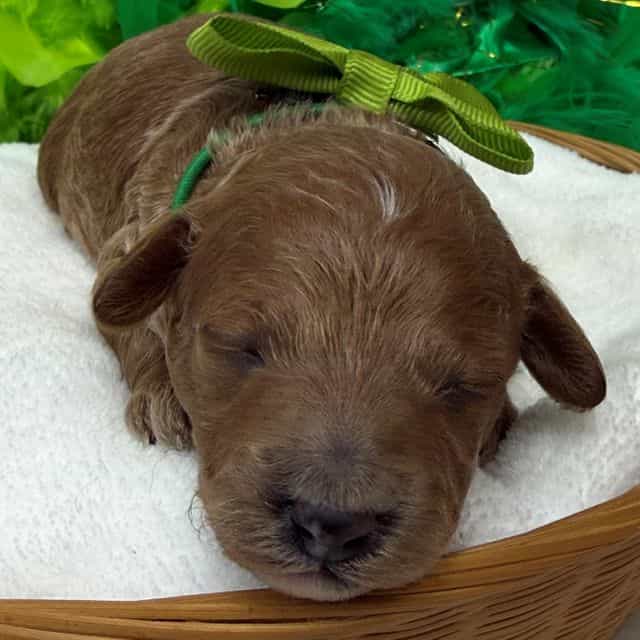 Jules Green Boy - Toy Poodle Male