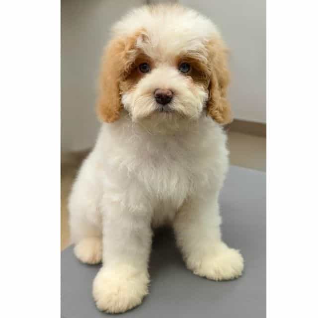 BONNIE - Cockapoo Female