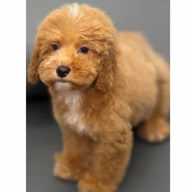 BROOKLYN - Cockapoo Female
