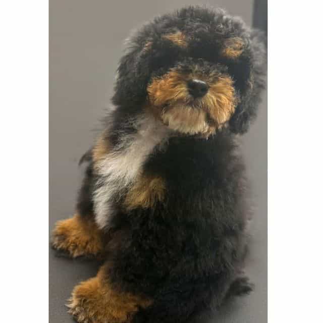 BRANDO - Cockapoo Male