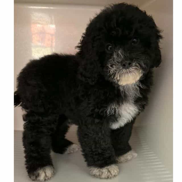 BESSIE - Cockapoo Female