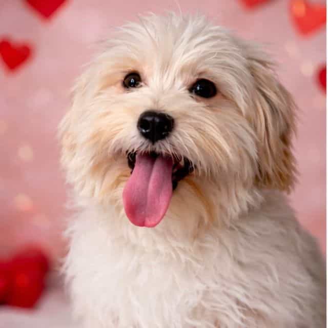 Scooter - Havanese Male