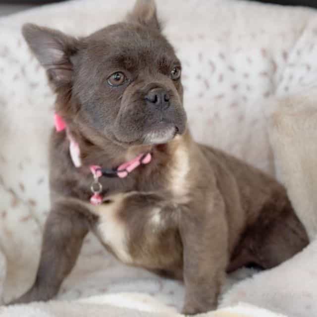 Dancer - French Bulldog Female