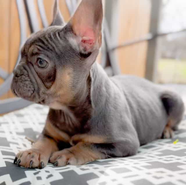 Macaroon - French Bulldog Female