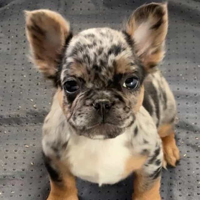 Robin - French Bulldog Female