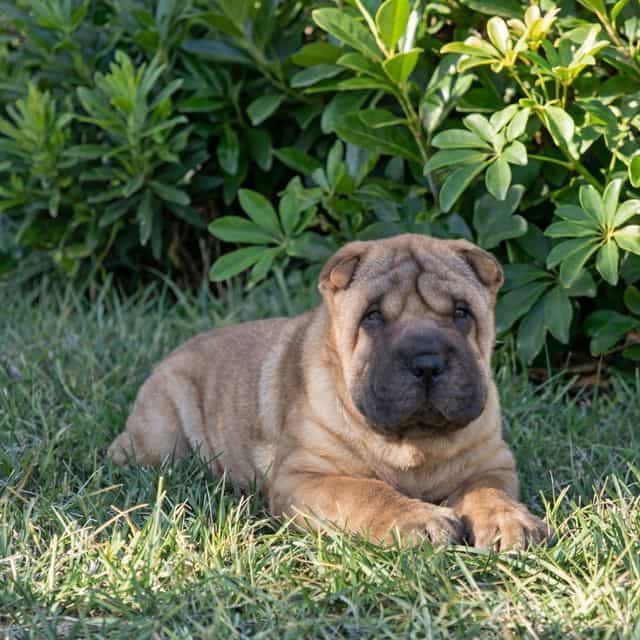 Briel - Chinese Shar-Pei Male