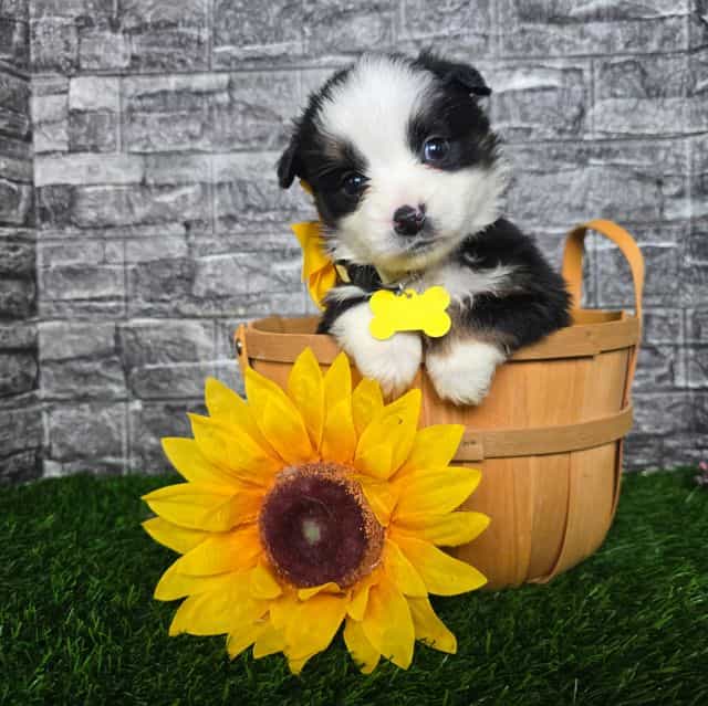 Casey  - Australian Shepherd Female