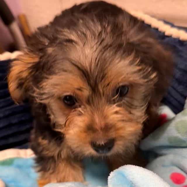 Carson - Yorkshire Terrier Male
