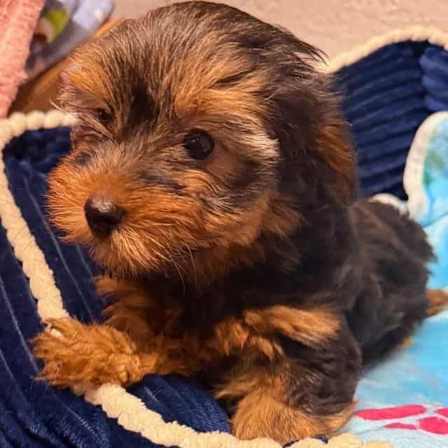 Cosmo - Yorkshire Terrier Male