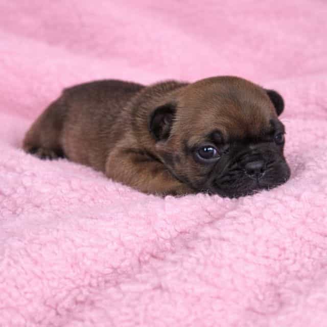 Bambie - French Bulldog Female