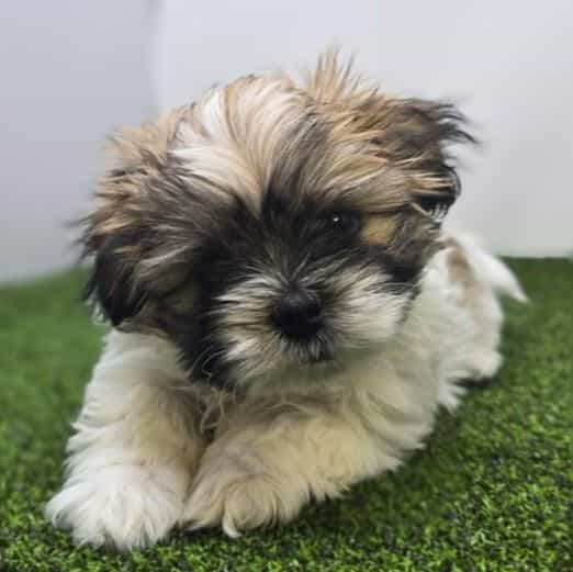 Monty - Pekingese Male