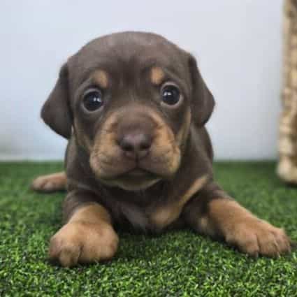 Gigi - Chiweenie Female