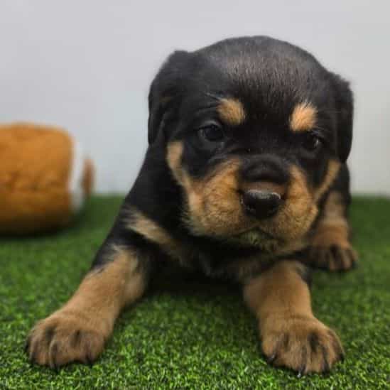 Artemis - Rottweiler Female