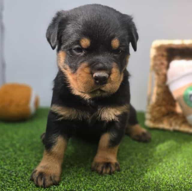 Sage - Rottweiler Female
