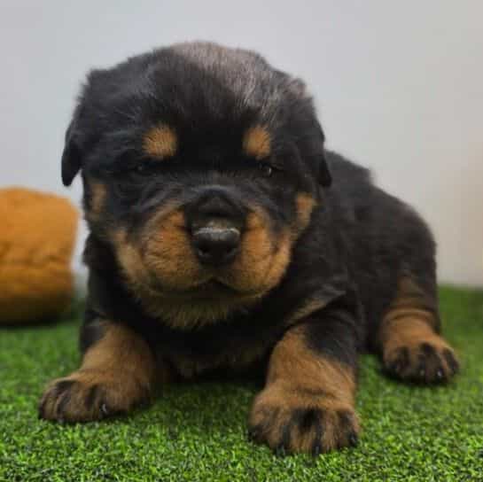 Rex - Rottweiler Male