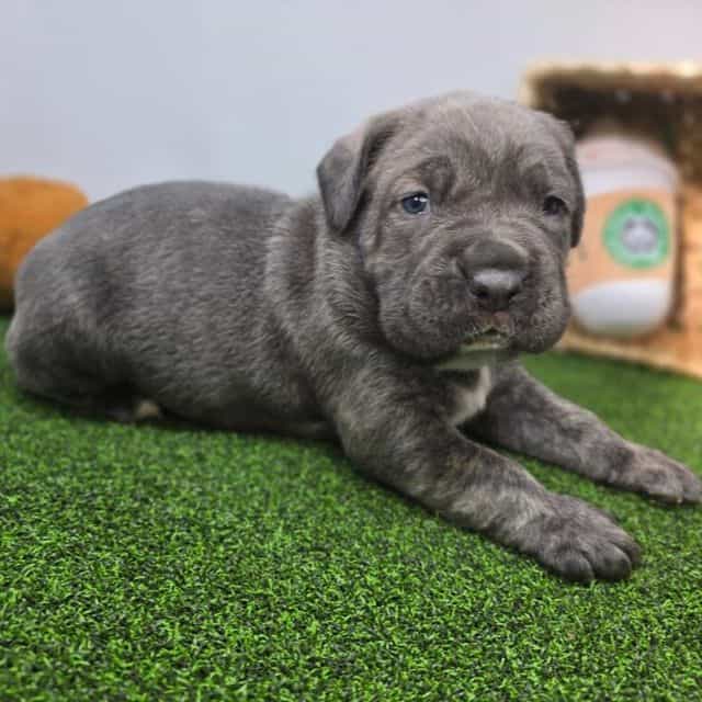 Bruno - Cane Corso Male