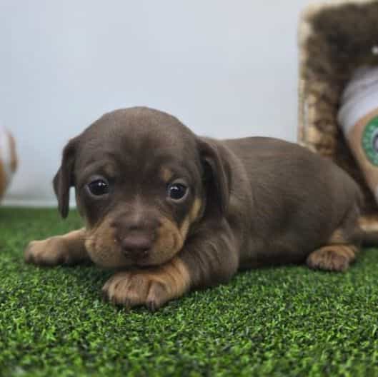 Coco - Chiweenie Female