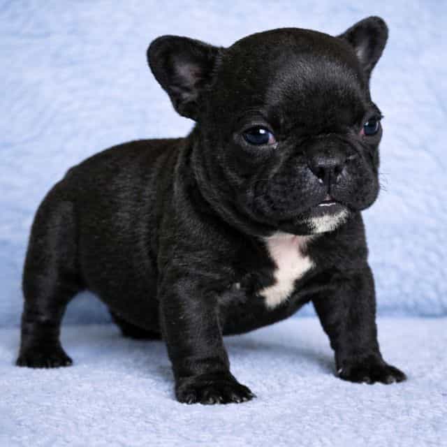 Onyx - French Bulldog Male