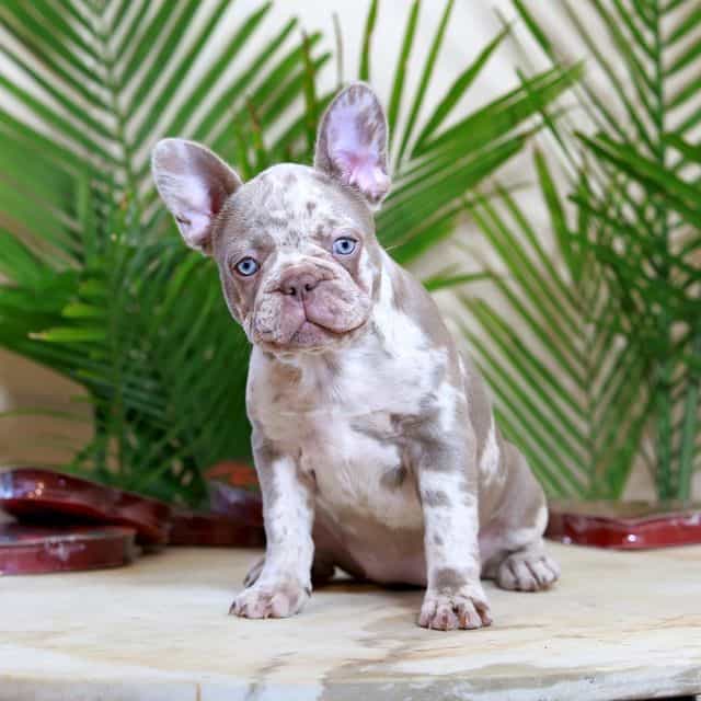 Milena - French Bulldog Female