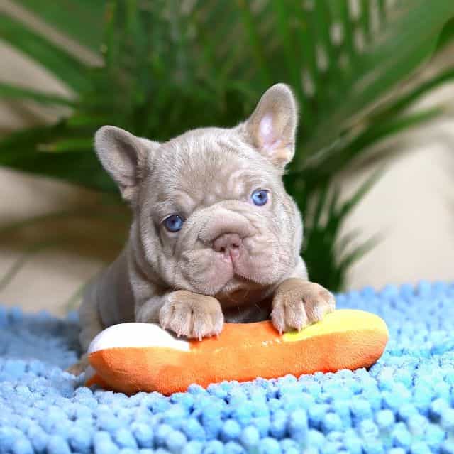 Royal - French Bulldog Male