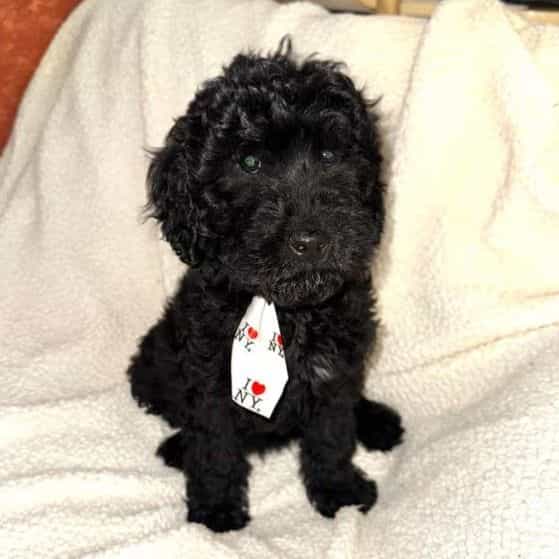 Lake - Labradoodle Male