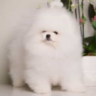 ARIA SNOW WHITE - Pomeranian Female