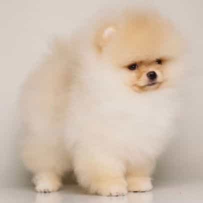 Sky – Tiny crea - Pomeranian Male